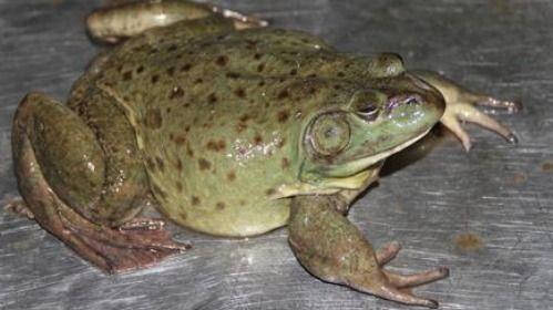 娱乐吃瓜酱牛蛙,揭秘娱乐圈那些不为人知的幕后故事